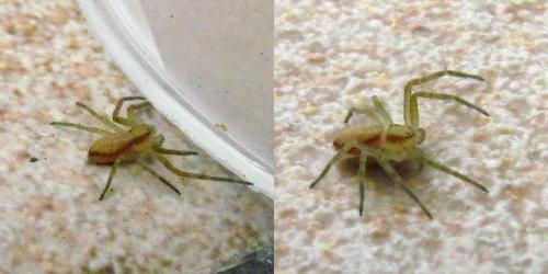 Philodromus sp.